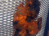 Michigan - Heavy Rust Patina on stainless Lattice - Arc Academy